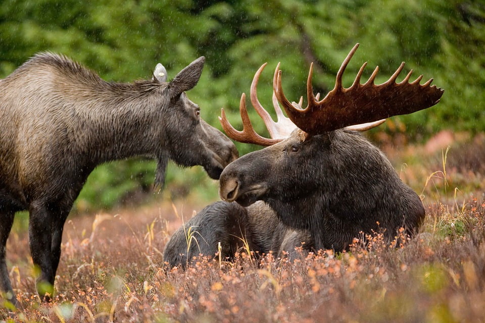 Baisse continue de la chasse à l'orignal 4 Baisse continue de la chasse à l'orignal - 3