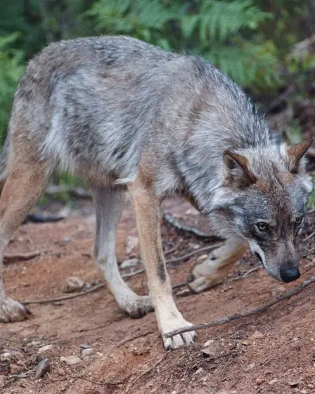 Un loup abattu à Stange 11 Un loup abattu à Stange - 10
