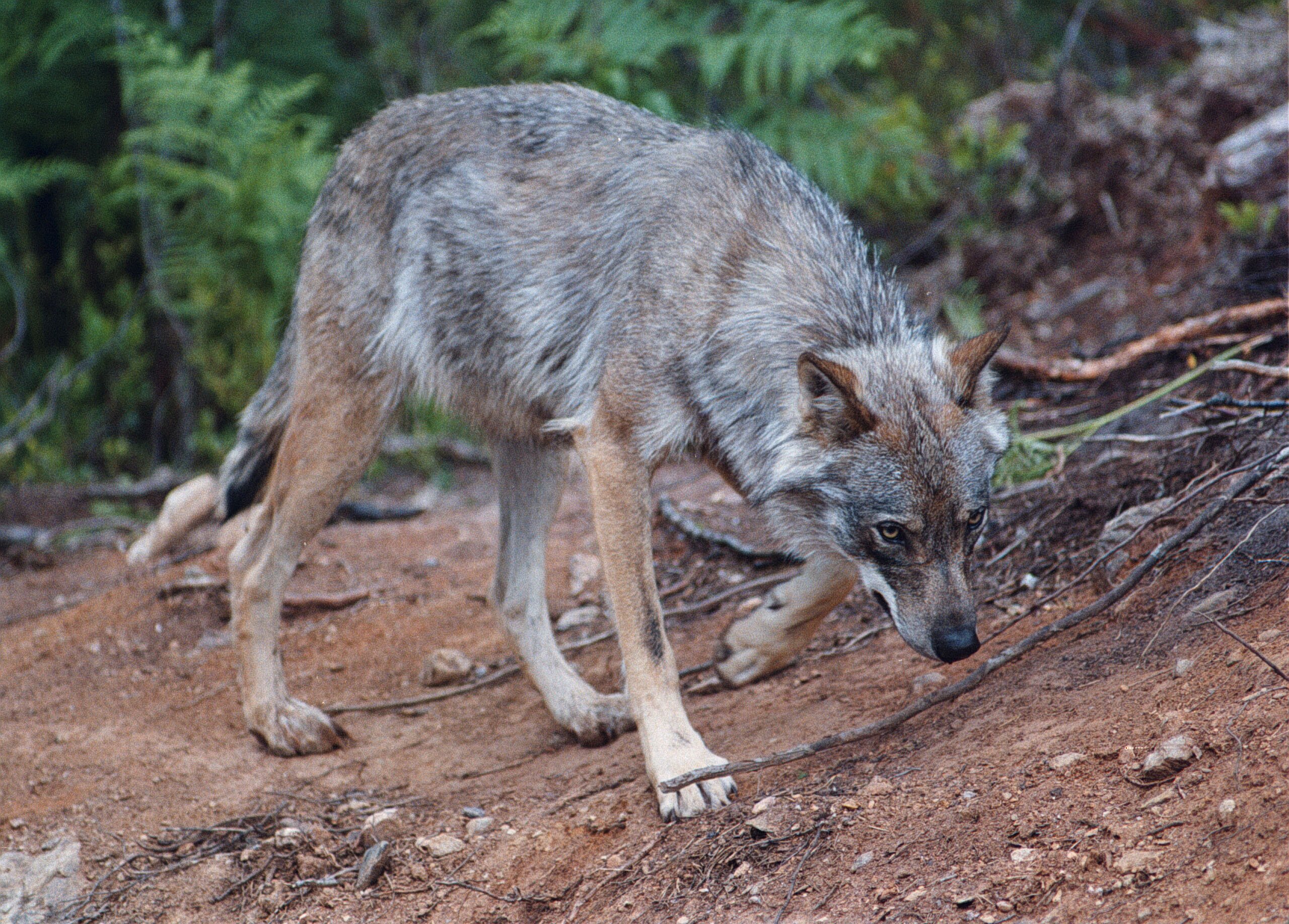 Un loup abattu à Stange 8 Un loup abattu à Stange - 7