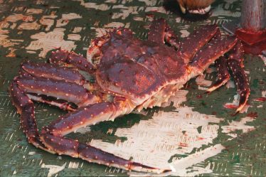 Plus de crabes royaux aux touristes dans le Finnmark - 23
