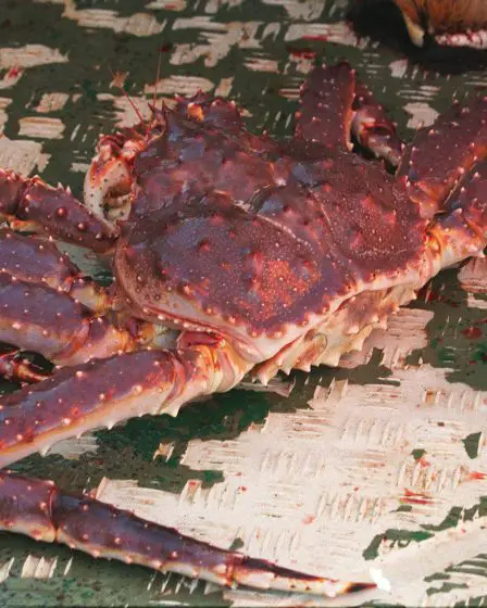 Plus de crabes royaux aux touristes dans le Finnmark 23 Plus de crabes royaux aux touristes dans le Finnmark - 22