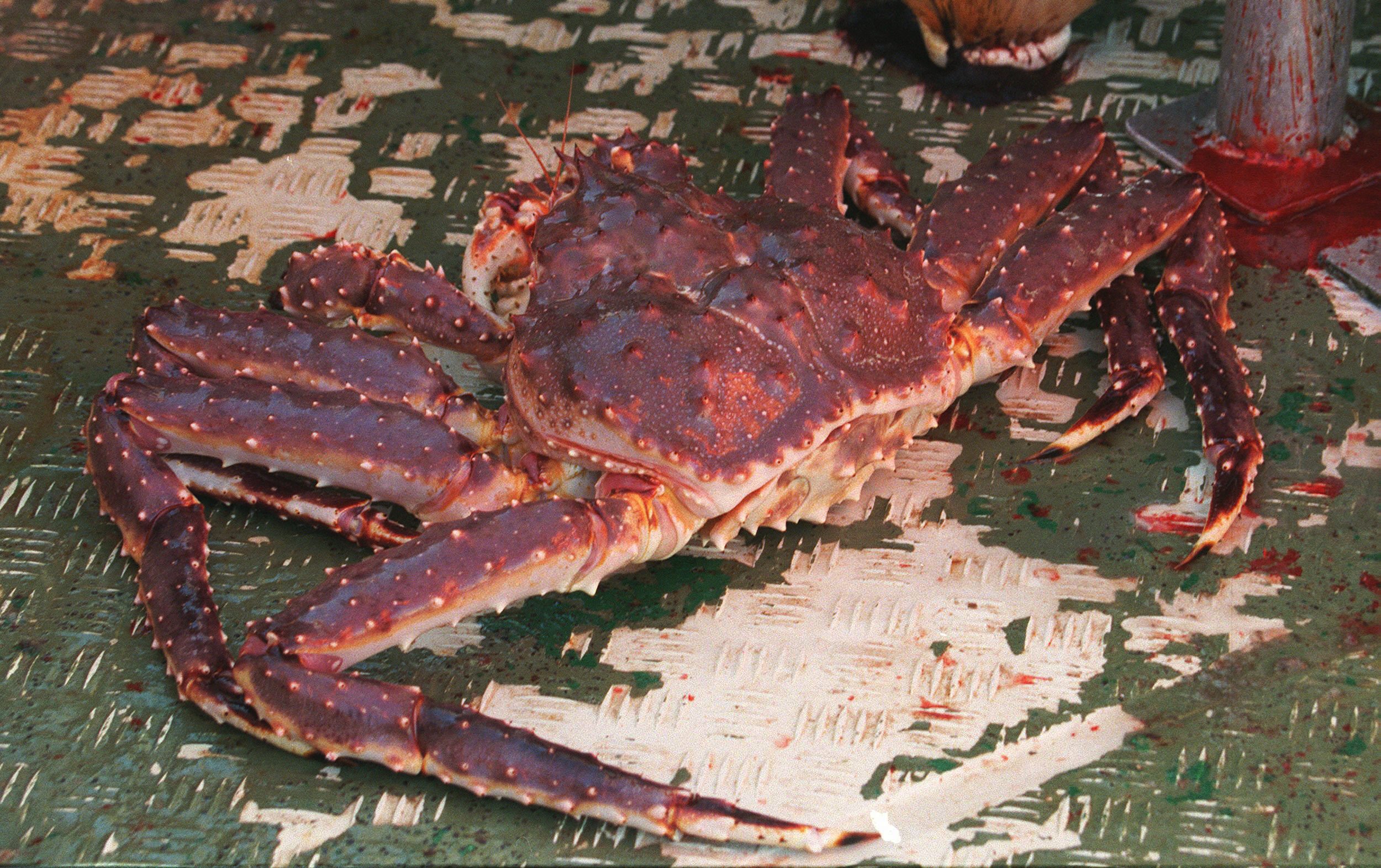 Plus de crabes royaux aux touristes dans le Finnmark 4 Plus de crabes royaux aux touristes dans le Finnmark - 3
