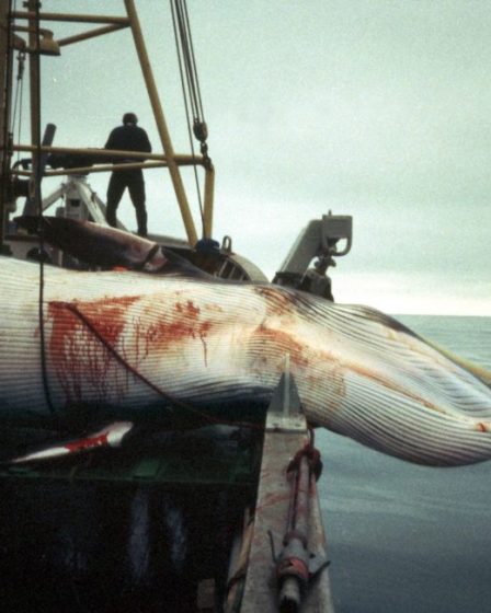 La Norvège a abattu près de 12 000 petits rorquals depuis 1993 8 La Norvège a abattu près de 12 000 petits rorquals depuis 1993 - 7