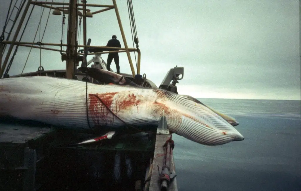 La Norvège a abattu près de 12 000 petits rorquals depuis 1993 4 La Norvège a abattu près de 12 000 petits rorquals depuis 1993 - 3