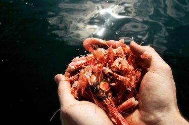 Les gens de l'extrême sud de la Norvège ne sont pas d'accord sur qui a les meilleures crevettes - 18