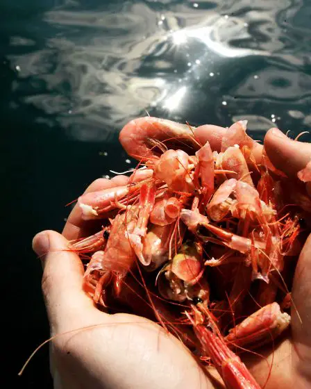 Les gens de l'extrême sud de la Norvège ne sont pas d'accord sur qui a les meilleures crevettes 31 Les gens de l'extrême sud de la Norvège ne sont pas d'accord sur qui a les meilleures crevettes - 30