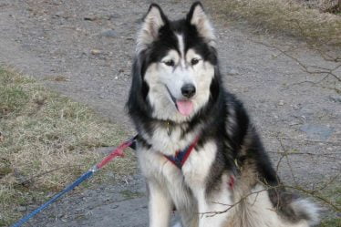 Les chiens devront être tenus en laisse jusqu'en août - 23