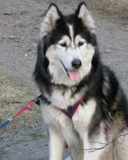 Les chiens devront être tenus en laisse jusqu'en août 11 Les chiens devront être tenus en laisse jusqu'en août - 10