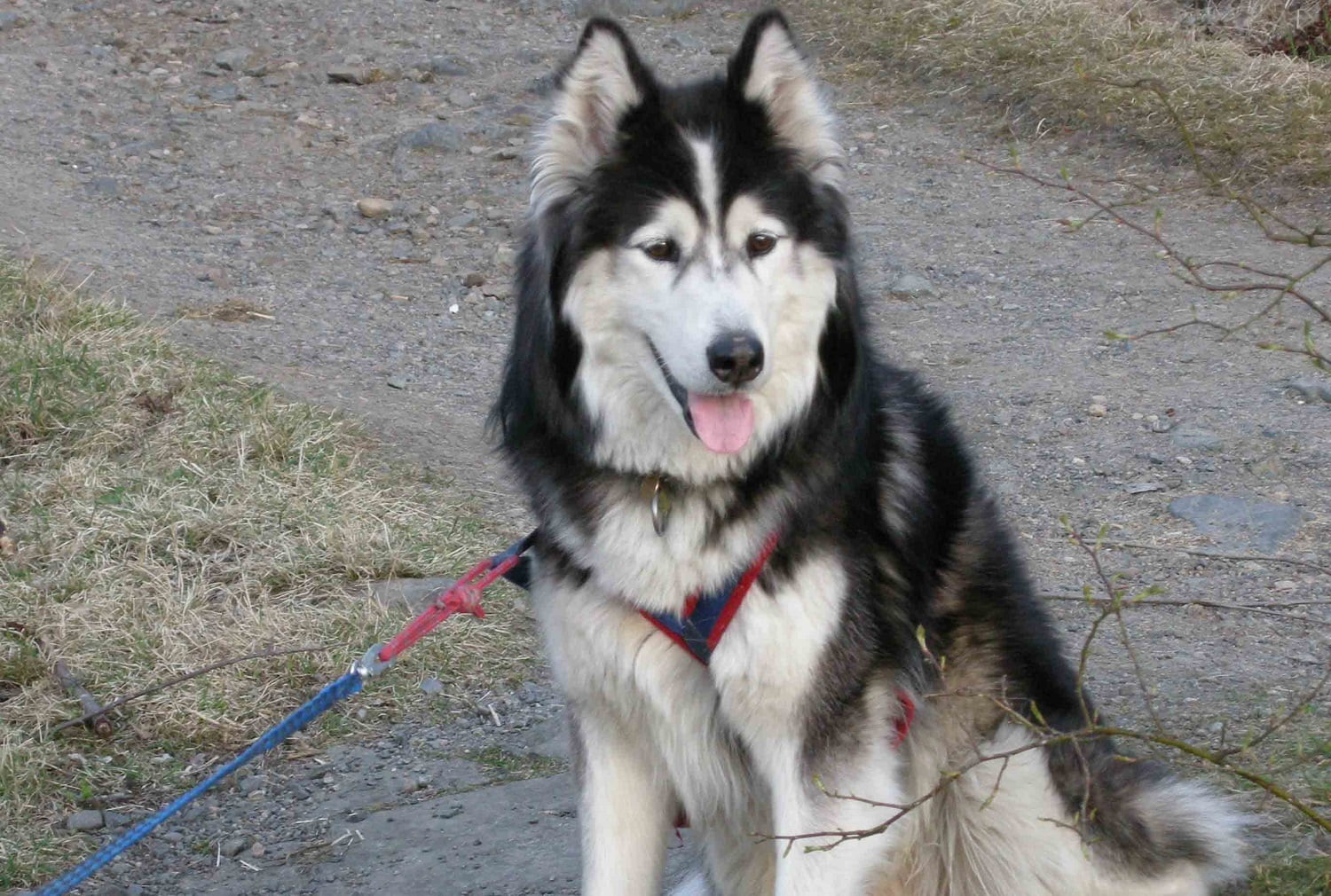 Les chiens devront être tenus en laisse jusqu'en août 4 Les chiens devront être tenus en laisse jusqu'en août - 3