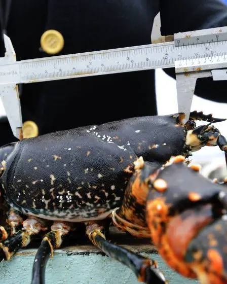 Un homme de 80 ans a perdu ses droits de pêche à cause de la pêche illégale 5 Un homme de 80 ans a perdu ses droits de pêche à cause de la pêche illégale - 4