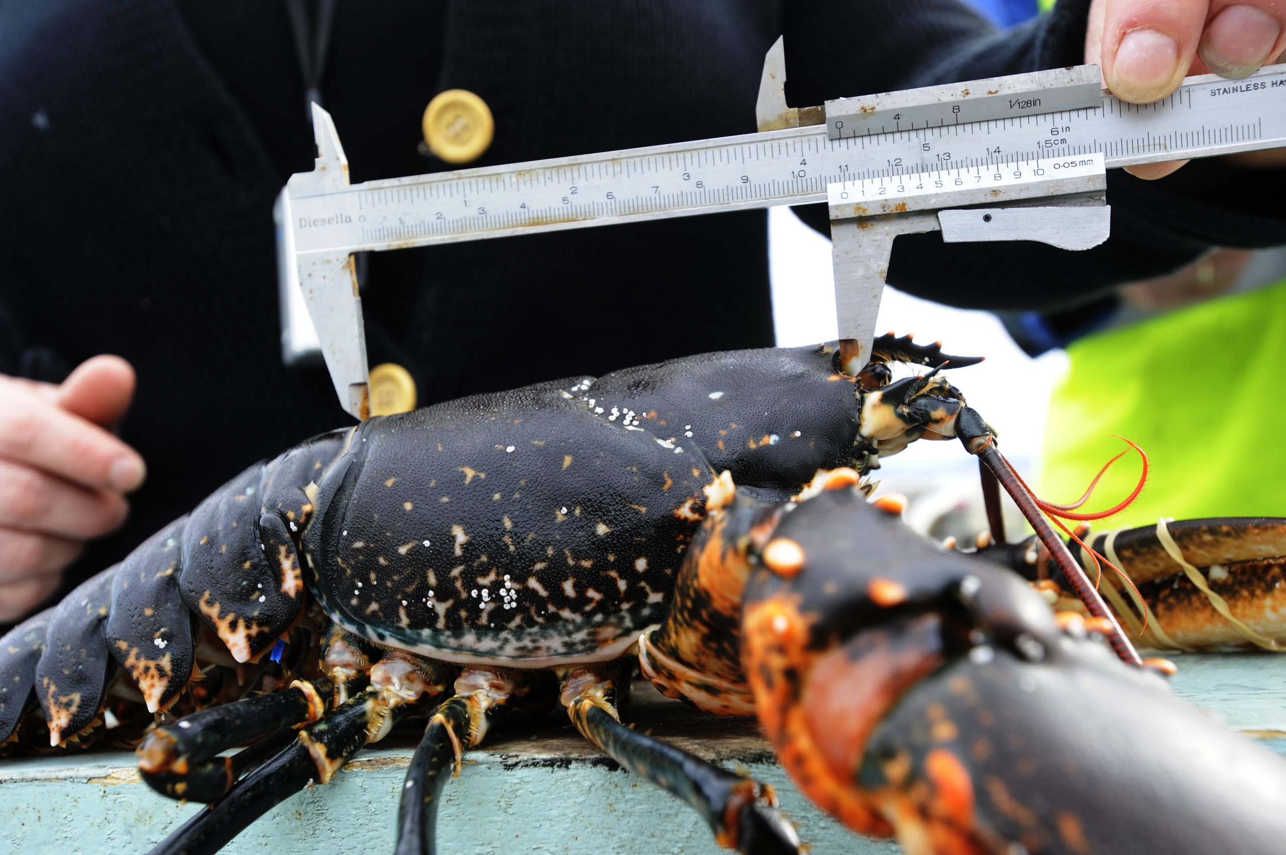 Un homme de 80 ans a perdu ses droits de pêche à cause de la pêche illégale 4 Un homme de 80 ans a perdu ses droits de pêche à cause de la pêche illégale - 3