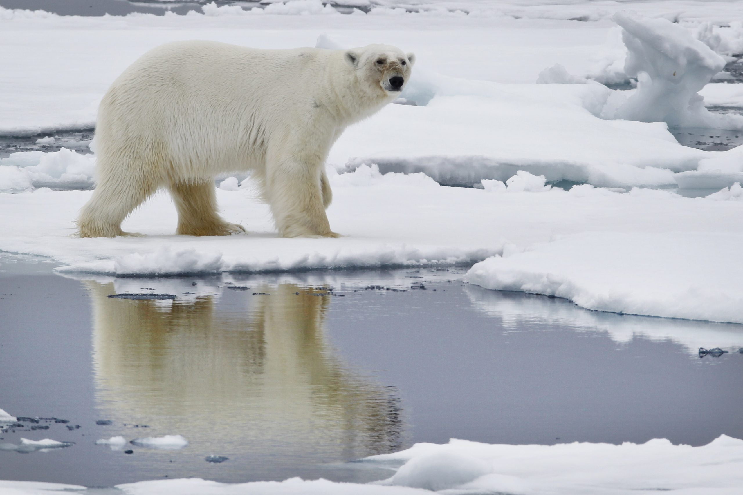 Un air plus pur en Europe rend l'Arctique plus chaud 4 Un air plus pur en Europe rend l'Arctique plus chaud - 3