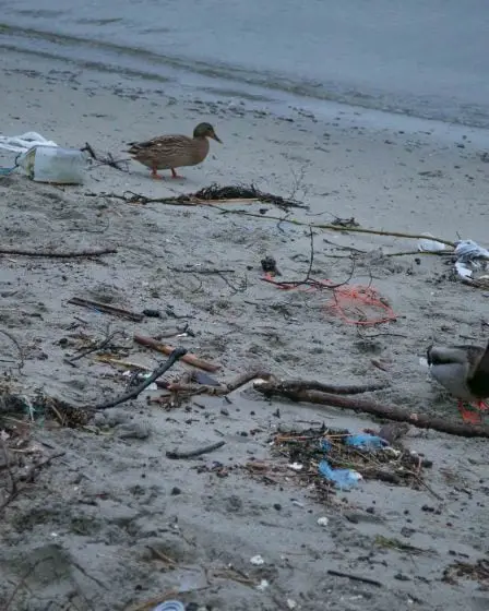De nombreux bénévoles pour le nettoyage des plages 23 De nombreux bénévoles pour le nettoyage des plages - 22