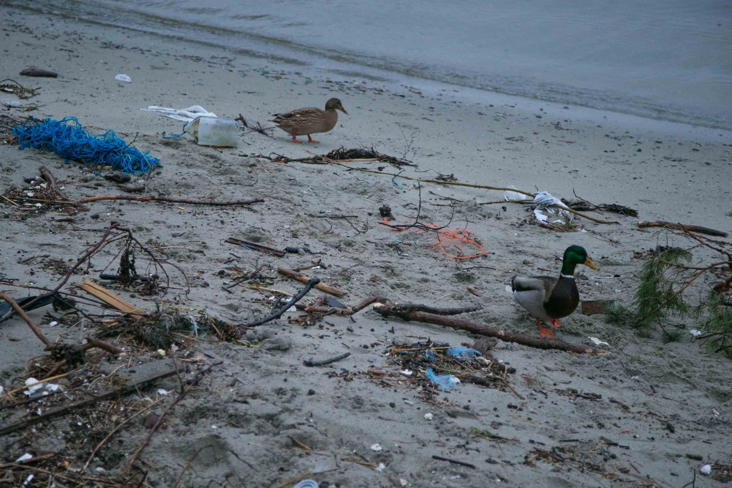 De nombreux bénévoles pour le nettoyage des plages 4 De nombreux bénévoles pour le nettoyage des plages - 3