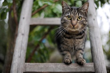 Les lapins maltraités deviennent de la nourriture suédoise pour chats - 20
