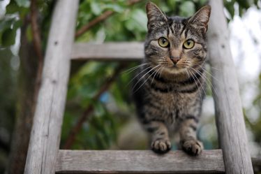 Les lapins maltraités deviennent de la nourriture suédoise pour chats - 16