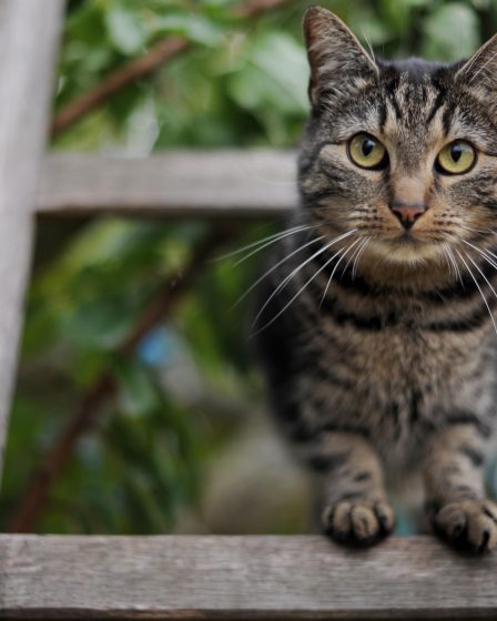 Les lapins maltraités deviennent de la nourriture suédoise pour chats - 16