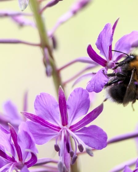 Le jour des fleurs sauvages célèbre les bourdons et les abeilles dans la nature 8 Le jour des fleurs sauvages célèbre les bourdons et les abeilles dans la nature - 7