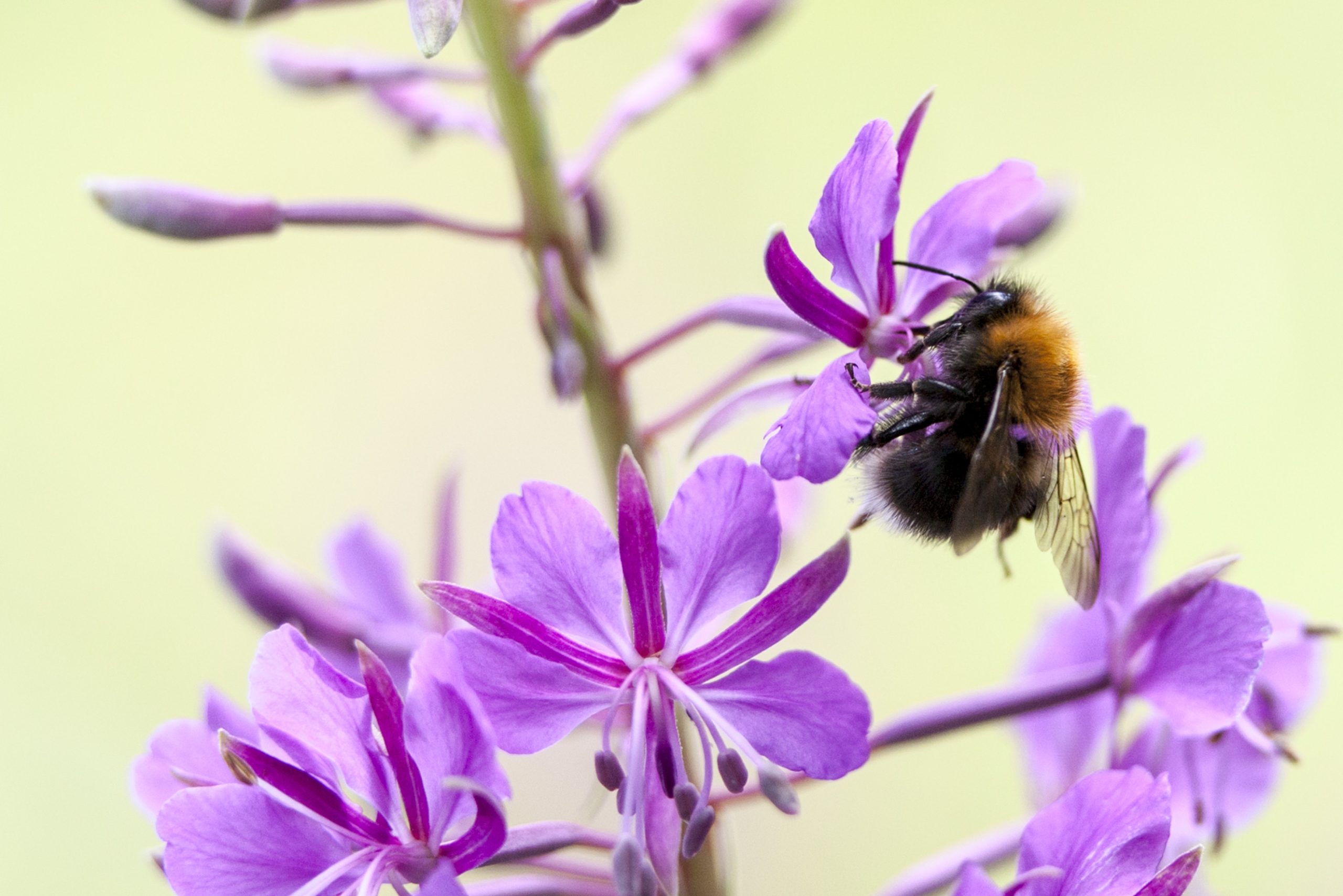 Le jour des fleurs sauvages célèbre les bourdons et les abeilles dans la nature 4 Le jour des fleurs sauvages célèbre les bourdons et les abeilles dans la nature - 3