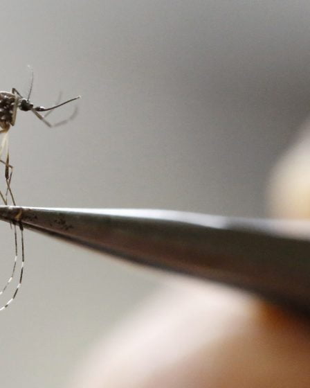 6 300 femmes enceintes infectées par Zika en Colombie 17 6 300 femmes enceintes infectées par Zika en Colombie - 16