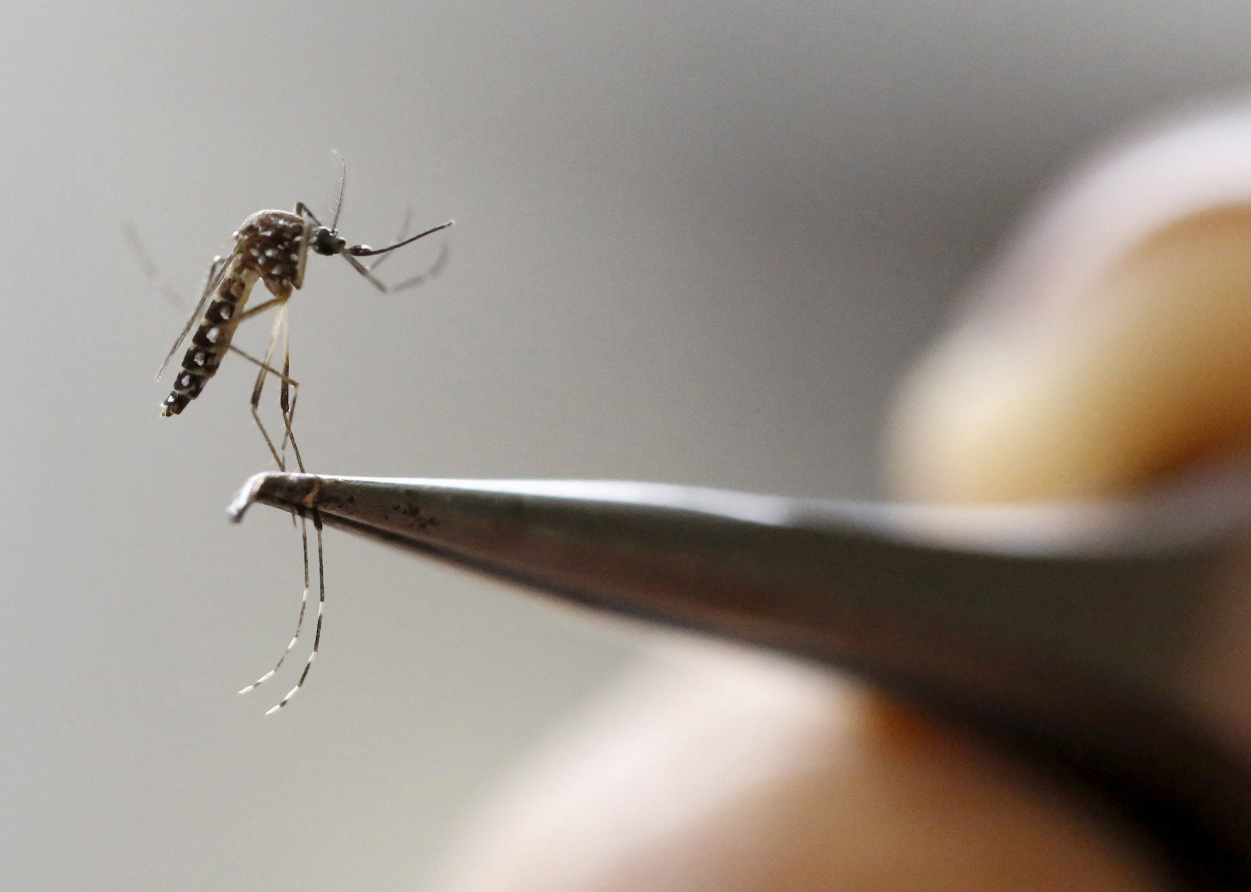 6 300 femmes enceintes infectées par Zika en Colombie 4 6 300 femmes enceintes infectées par Zika en Colombie - 3