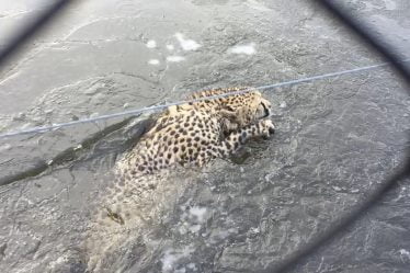 Cheetah est tombé à travers la glace à Kristiansand - 16