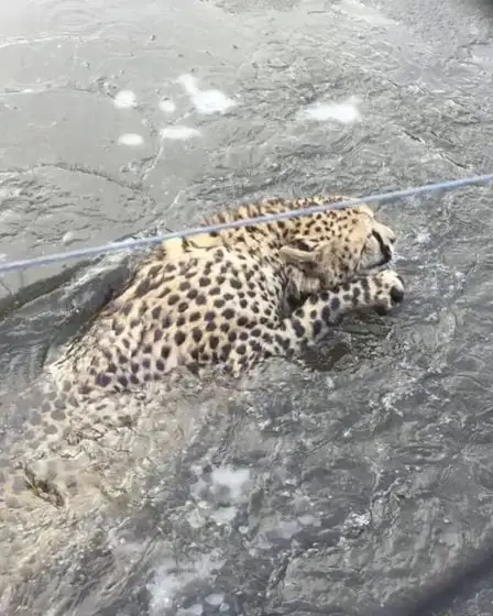 Cheetah est tombé à travers la glace à Kristiansand 2 Cheetah est tombé à travers la glace à Kristiansand - 1