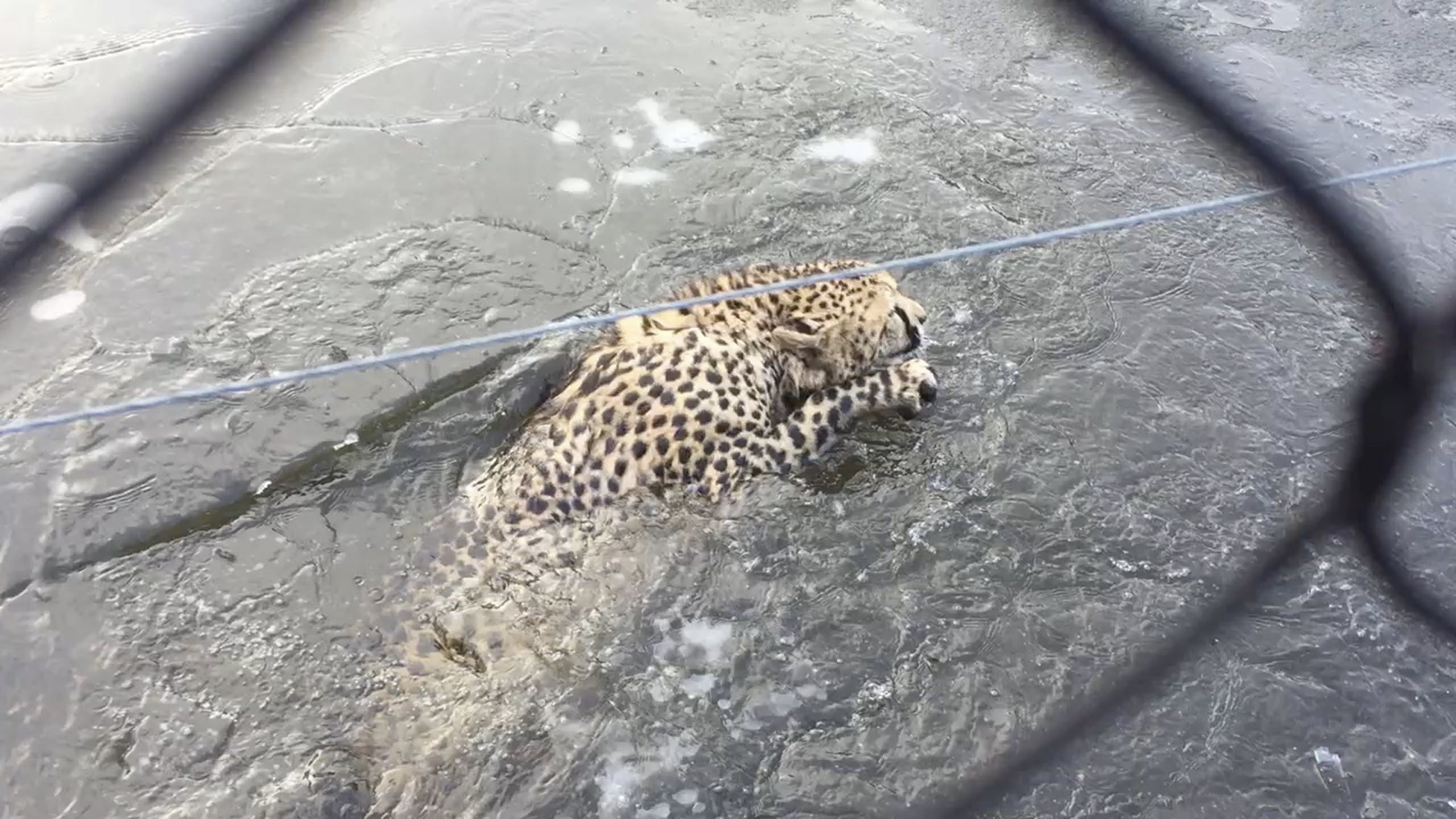 Cheetah est tombé à travers la glace à Kristiansand 4 Cheetah est tombé à travers la glace à Kristiansand - 3