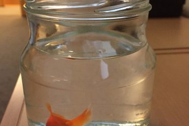 La police s'occupe des poissons rouges perdus - 6