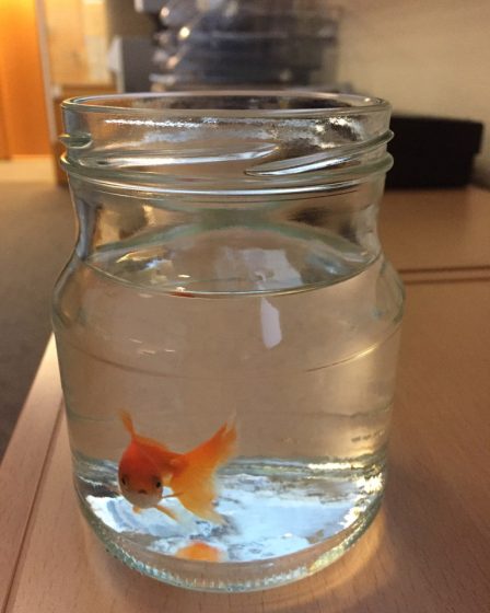 La police s'occupe des poissons rouges perdus 27 La police s'occupe des poissons rouges perdus - 26