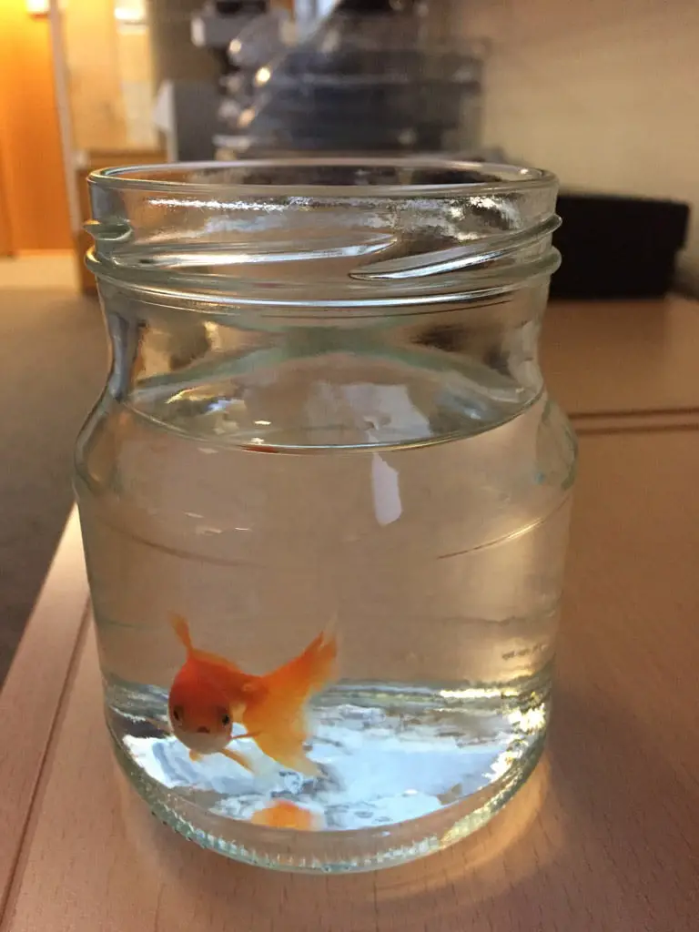 La police s'occupe des poissons rouges perdus 4 La police s'occupe des poissons rouges perdus - 3