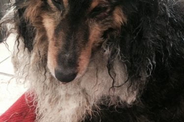 Shetland Sheepdog traîné derrière une voiture à Haugesund - 20
