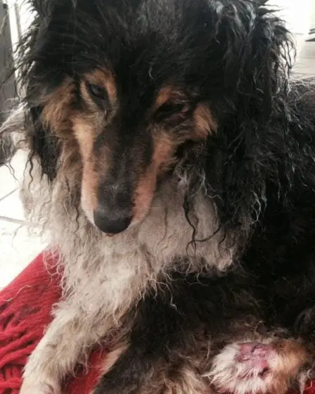 Shetland Sheepdog traîné derrière une voiture à Haugesund 26 Shetland Sheepdog traîné derrière une voiture à Haugesund - 25