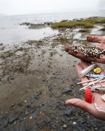 Perles en plastique dangereuses pour les poissons et les oiseaux 21 Perles en plastique dangereuses pour les poissons et les oiseaux - 20
