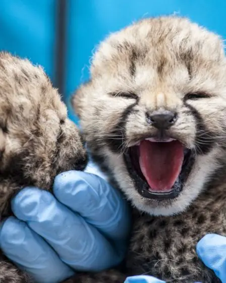 Les bébés léopards de Kristiansand ouvrent les yeux - 4