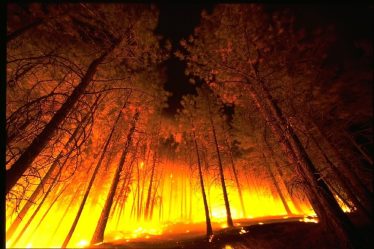 Incendie de forêt à Froland maîtrisé - 16