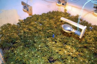 Trøndelag : Onze personnes inculpées dans une affaire de drogue liée à deux plantations de cannabis - 10