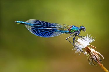 400 nouvelles espèces d'insectes enregistrées en Norvège - 20