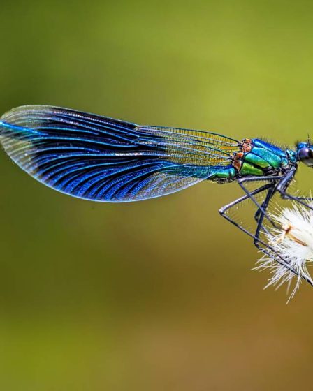 400 nouvelles espèces d'insectes enregistrées en Norvège 2 400 nouvelles espèces d'insectes enregistrées en Norvège - 1