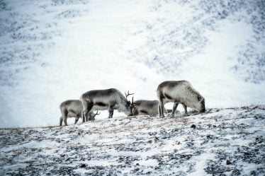 Tenir bon pour la vie des cerfs : le gouvernement proposera 30 millions de couronnes supplémentaires pour l'élevage norvégien de rennes en pleine crise - 20