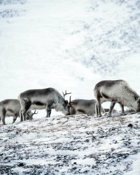 Tenir bon pour la vie des cerfs : le gouvernement proposera 30 millions de couronnes supplémentaires pour l'élevage norvégien de rennes en pleine crise - 1