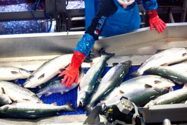 Statistics Norway : Nouveau record enregistré pour le prix à l'exportation du saumon frais - 20