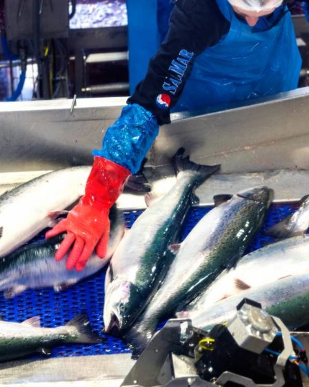 Statistics Norway : Nouveau record enregistré pour le prix à l'exportation du saumon frais 8 Statistics Norway : Nouveau record enregistré pour le prix à l'exportation du saumon frais - 7