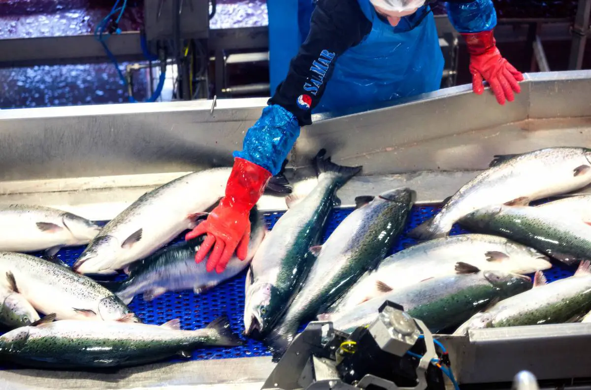 Statistics Norway : Nouveau record enregistré pour le prix à l'exportation du saumon frais 4 Statistics Norway : Nouveau record enregistré pour le prix à l'exportation du saumon frais - 3