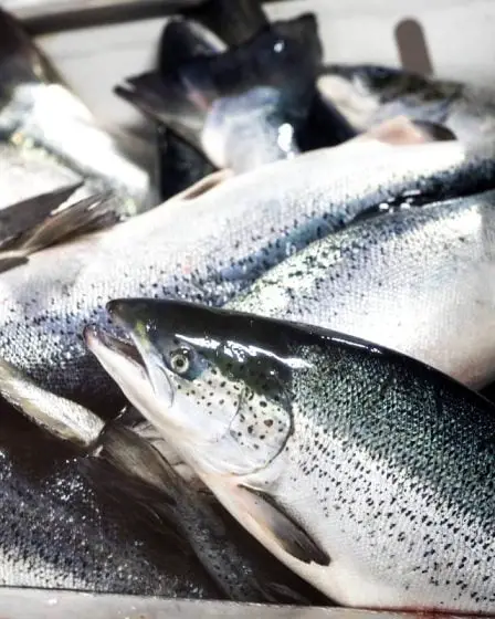 Nouveau record de février : les exportations norvégiennes de produits de la mer ont enregistré une croissance de 30 % - 22