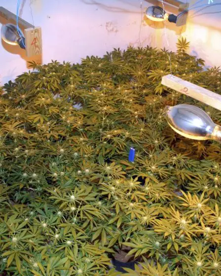 Un homme dans la trentaine accusé d'avoir cultivé au moins 460 plants de cannabis à Oslo - 13