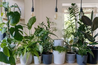 L'Autorité norvégienne de sécurité alimentaire met en garde contre l'achat de plantes à l'étranger - 16