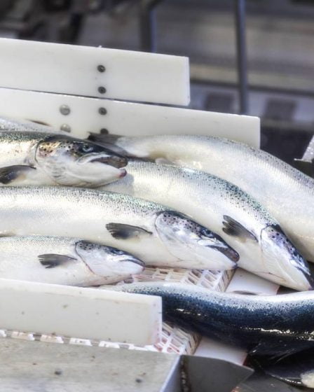 Statistics Norway : Le prix à l'exportation du saumon frais a diminué de 5,9 % 2 Statistics Norway : Le prix à l'exportation du saumon frais a diminué de 5,9 % - 1