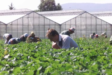 Les travailleurs saisonniers ukrainiens en Norvège ne sont pas autorisés à travailler - 20