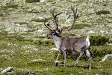 Agence norvégienne pour l'environnement : Six des dix zones nationales de rennes sauvages sont en mauvais état - 20